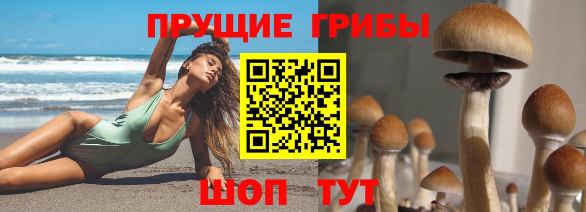 Владимир  Галлюциногенные грибы прущие грибы  Вход с VPN  где найти наркотики  Псилоцибиновые грибы Psilocybe 